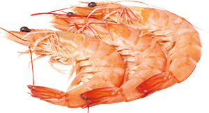 MAZZANCOLLE TROPICALI 80/100 PRECOTTE