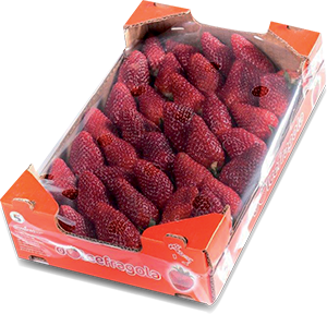 DOLCEFRAGOLA