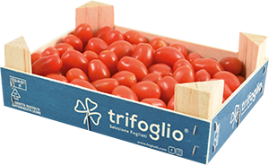 POMODORO DATTERINO TRIFOGLIO LEGNO 