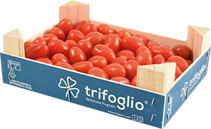 POMODORO DATTERINO TRIFOGLIO