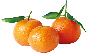 CLEMENTINE FOGLIA