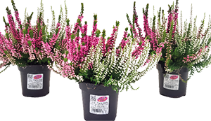 CALLUNA MIX TWIN BICOLOR 