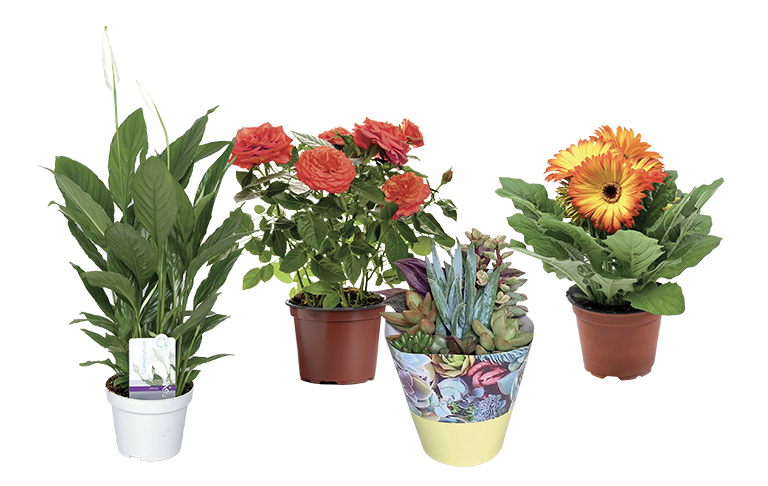 PIANTE E FIORI ASSORTITI