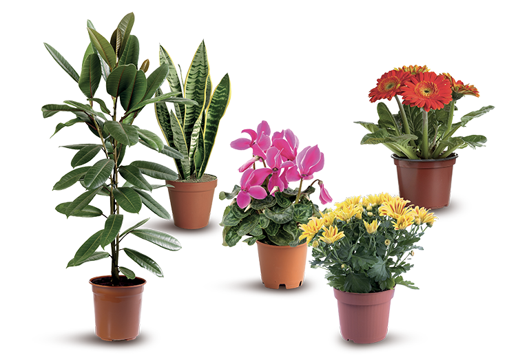 PIANTE E FIORI ASSORTITI