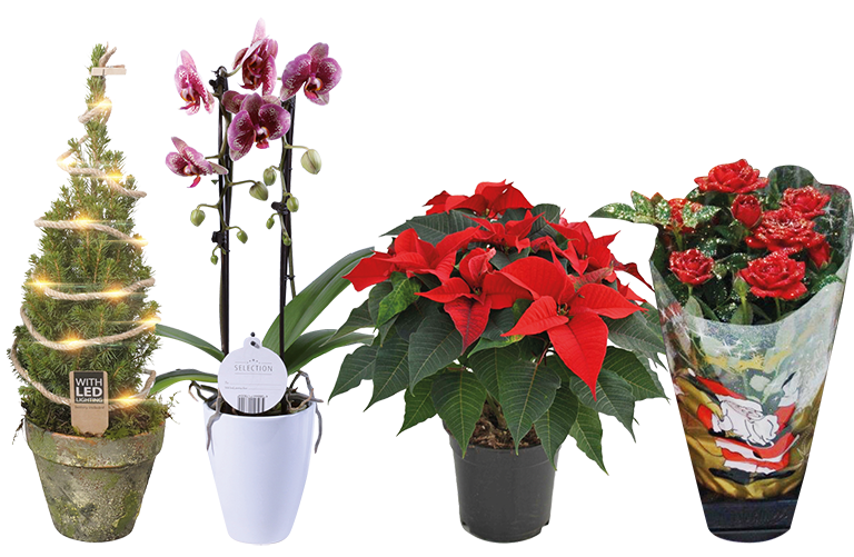 PIANTE E FIORI ASSORTITI