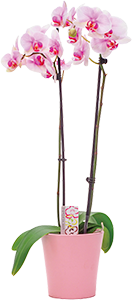 ORCHIDEA 2 RAMI