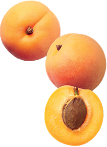 ALBICOCCHE