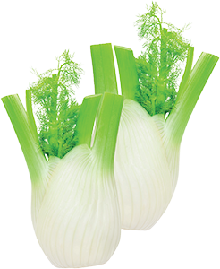 FINOCCHI