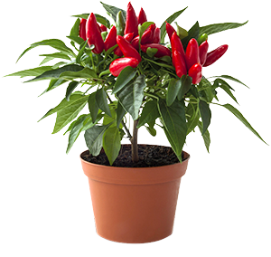 PEPERONCINO