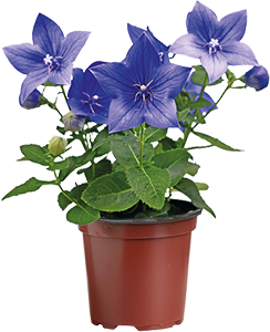 PLATYCODON