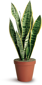 SANSEVERIA