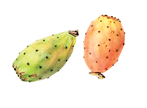 FICHI D'INDIA