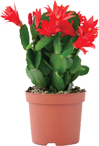 SCHLUMBERGERA