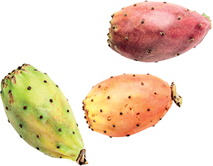 FICHI D’INDIA