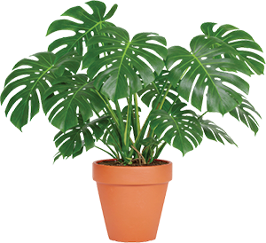 MONSTERA