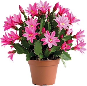 SCHLUMBERGERA