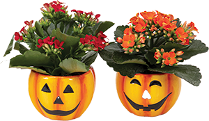 KALANCHOE 
