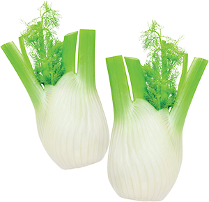 FINOCCHI
