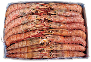 GAMBERI L1 ARGENTINI CONGELATI A BORDO