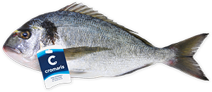 ORATA (300/400) A.CROAZIA