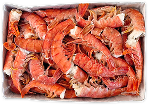 CODE DI GAMBERO C1 ARGENTINO 