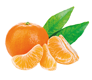 CLEMENTINE FOGLIA