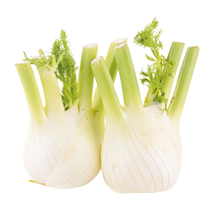 FINOCCHI