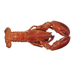 ASTICE AMERICANO INTERO COTTO SOTTOVUOTO