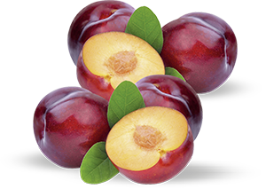 SUSINE 