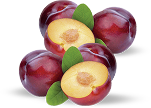 SUSINE