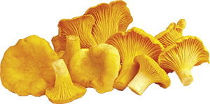 FUNGHI FINFERLI 