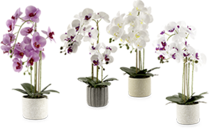 ORCHIDEA ARTIFICIALE