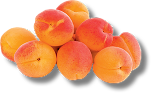 ALBICOCCHE