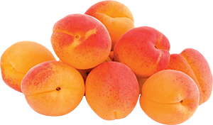 ALBICOCCHE