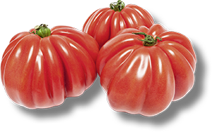 POMODORO CUORE DI BUE