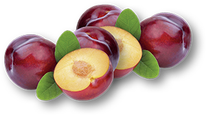 SUSINE