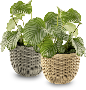 VASO PER PIANTE EFFETTO RATTAN