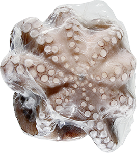 POLPO