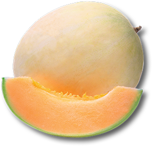 MELONE LISCIO MANTOVANO IGP