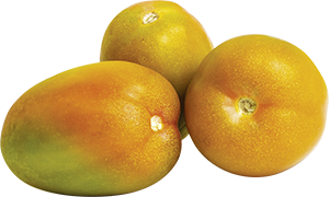POMODORO OBLUNGO INSALATARO