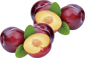 SUSINE
