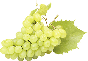  UVA VITTORIA