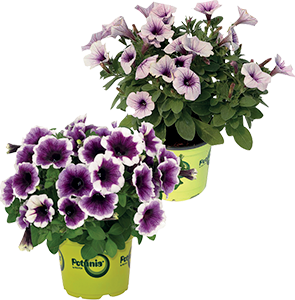 POTUNIA COLORI MISTI