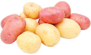 BATATA GIRSAC