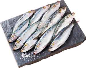 SARDINHA