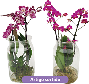 Phalaenopsis Mix Hidro