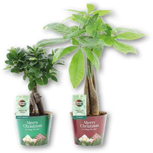 Plantas Verdes Sortidas 