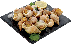 Búzio Cozido Descongelado