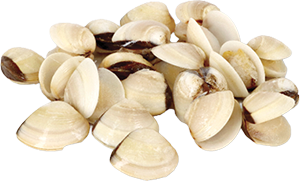 Ameijoa Vietnamita Branca 