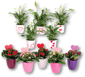 Plantas Mini Kalanchoe/ Spathiphyllum 